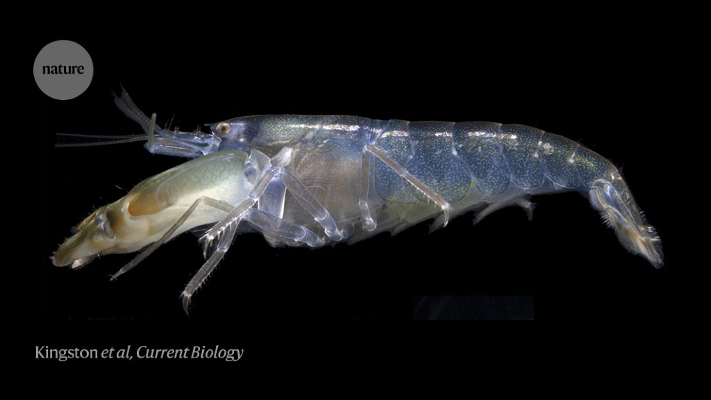 ‘Helmets’ shield shrimp from their own supersonic shock waves