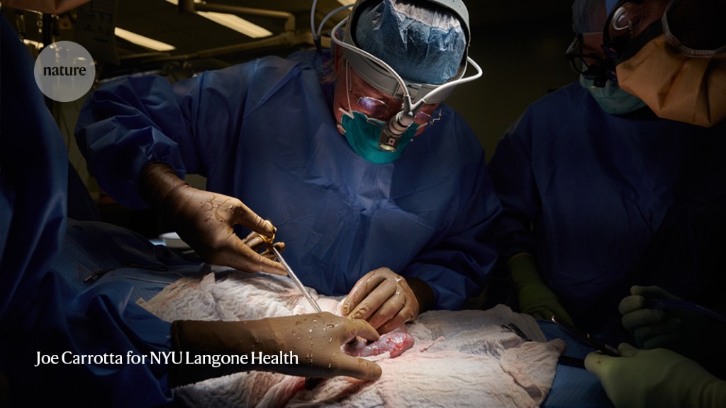 Clinical trials for pig-to-human organ transplants inch closer