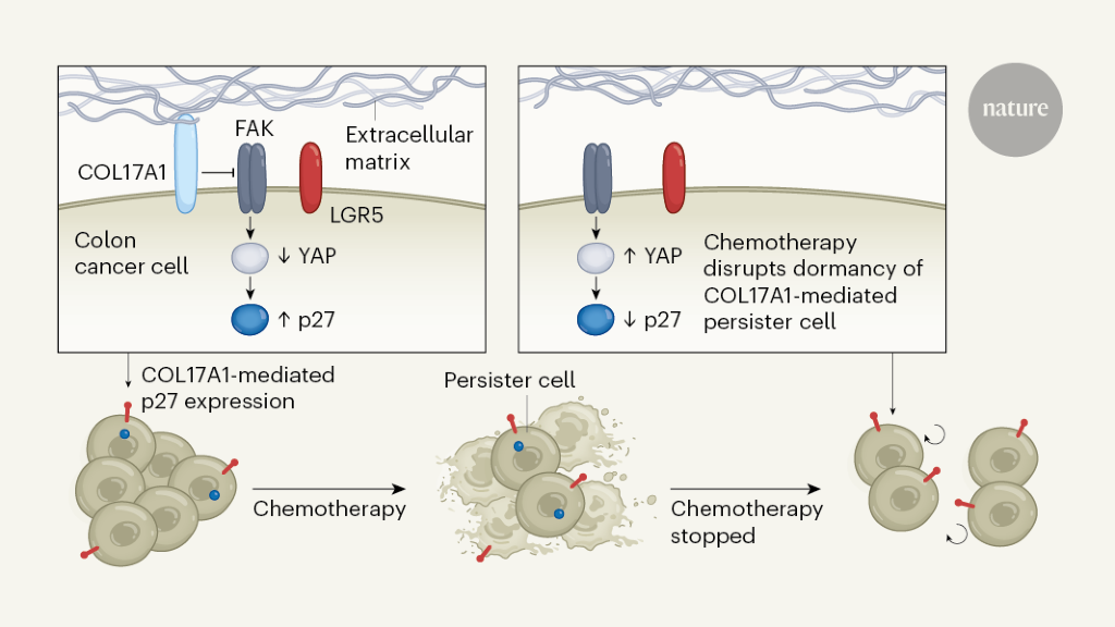Persister cells that survive chemotherapy are pinpointed