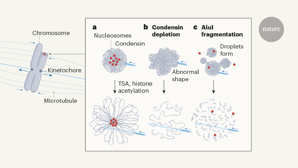 A phase transition for chromosome transmission when cells divide