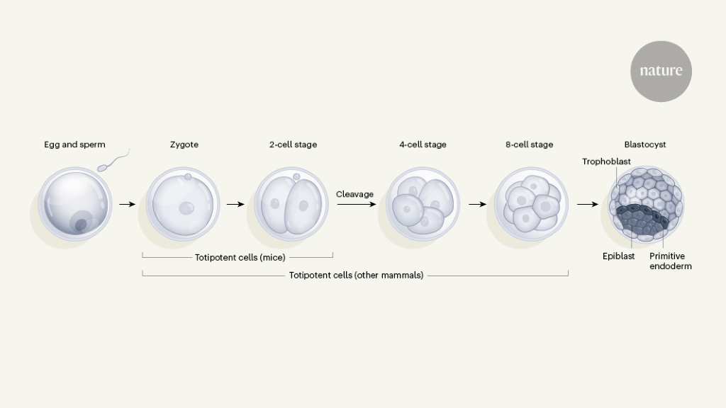 A step closer to making the mother of stem cells