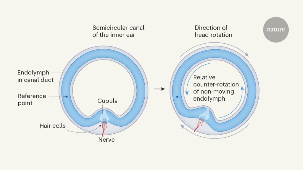 Evolution of thermoregulation as told by ear