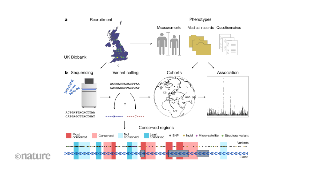 Whole Genome Sequencing Of The UK Biobank   D41586 022 01984 6 23286034 