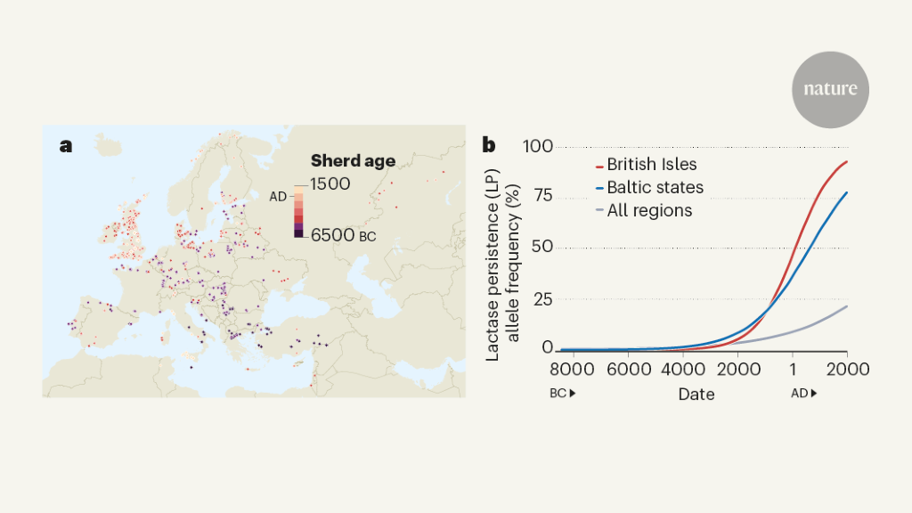 The mystery of early milk consumption in Europe