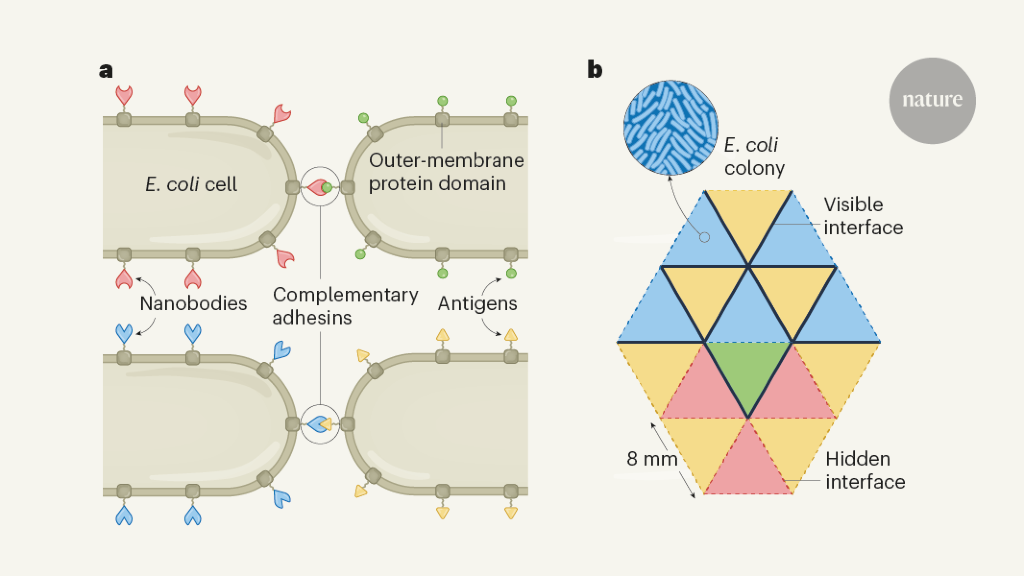 Sticky logic programs bacteria to form multicellular patterns