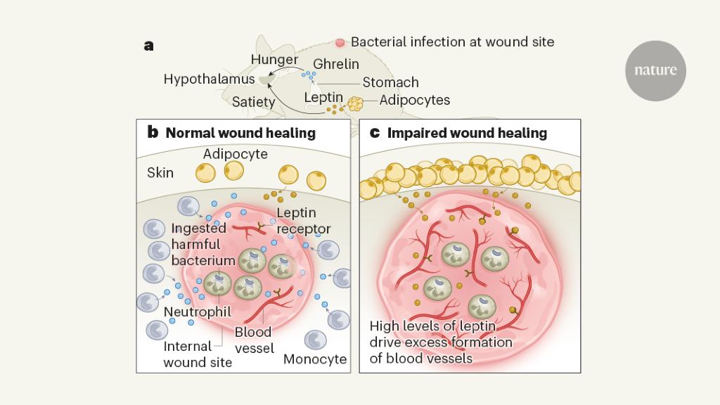 Immune cells use hunger hormones to aid healing