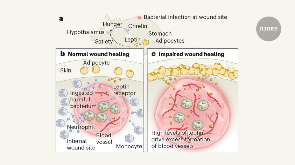 immune-cells-use-hunger-hormones-to-aid-healing