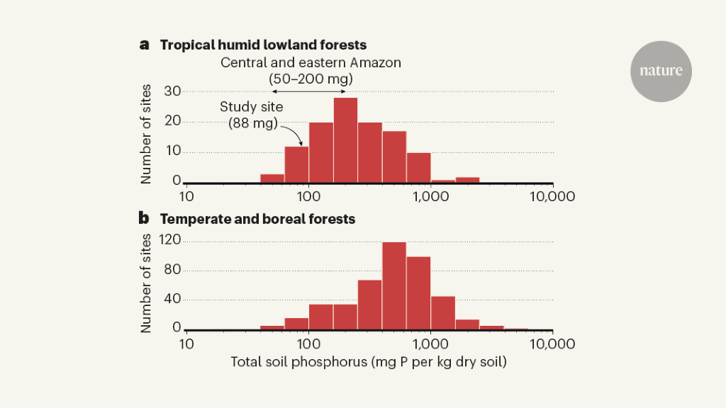 Low phosphorus levels limit carbon capture by Amazonian forests
