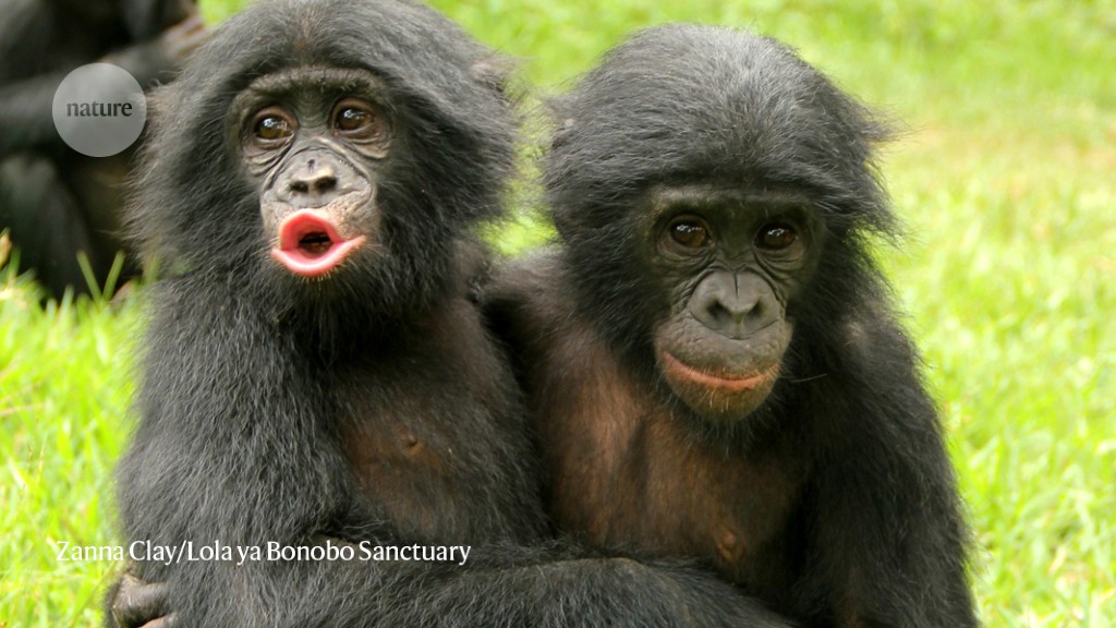 Bonobo apes pout and throw tantrums — and gain sympathy 