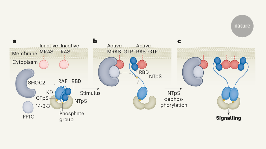 Structural keys unlock RAS–MAPK cellular signalling pathway