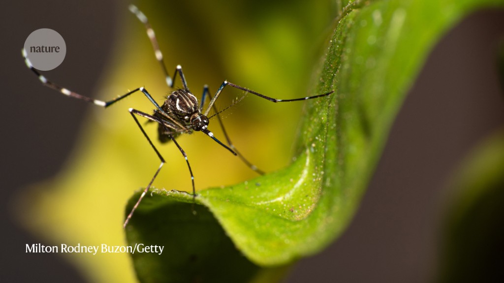 Mosquitos sniff out humans with super-smelling neurons