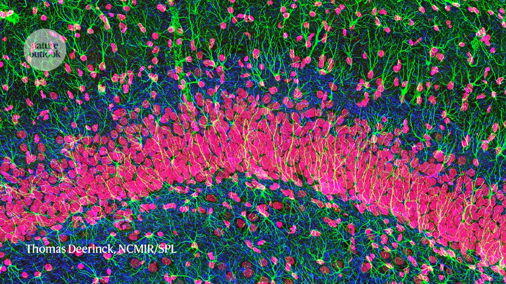 Brain-cell growth keeps mood disorders at bay
