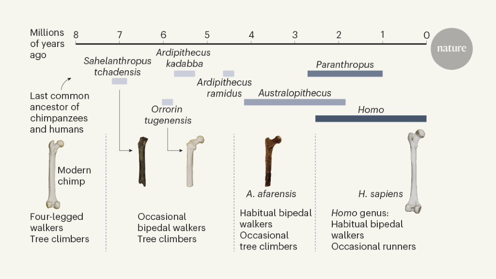 Standing up for the earliest bipedal hominins