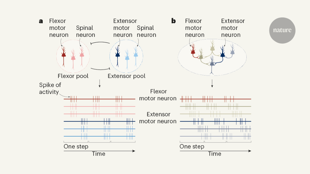 Neurons that control walking go round in circles
