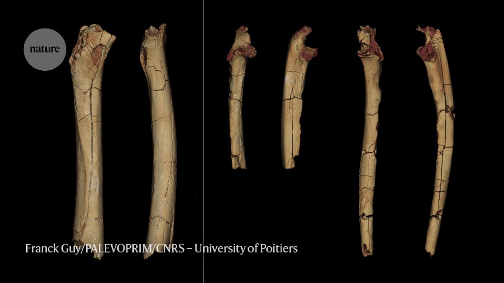 Seven-million-year-old femur suggests ancient human relative walked upright