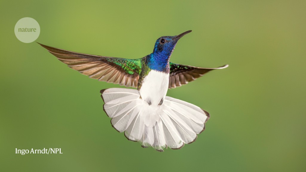 Why some female hummingbirds mimic males: it’s all about nectar