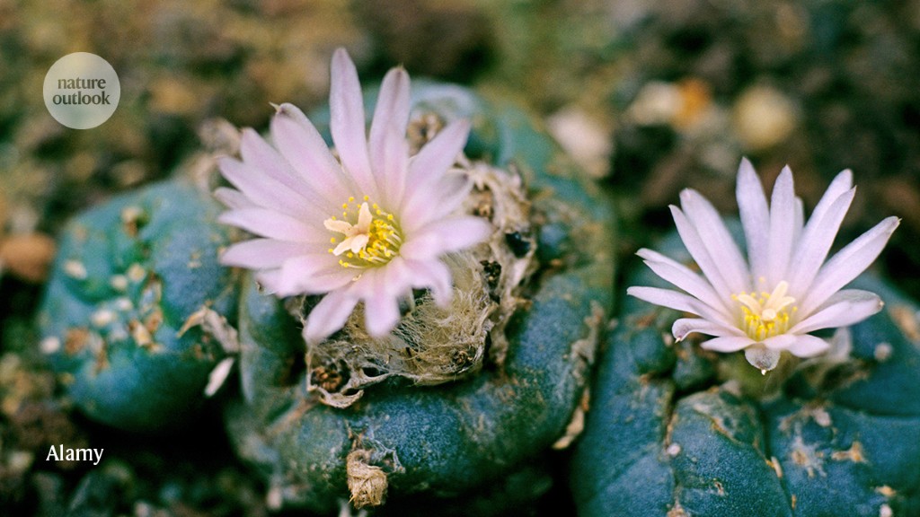 mescaline cactus