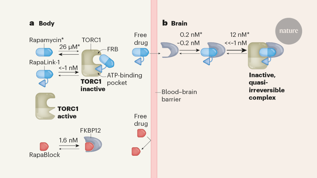 Two-drug trick to target the brain blocks toxicity in the body