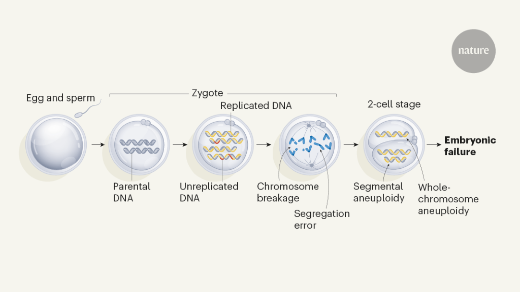 Stressful start causes chromosome errors in human embryos