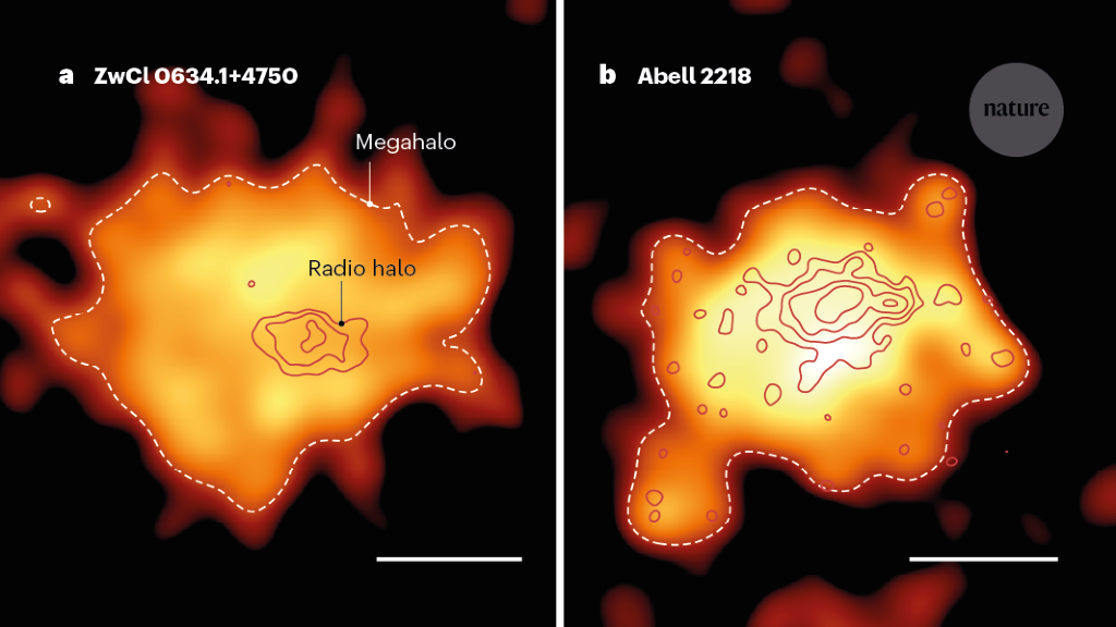 Outer regions of galaxy clusters host radio megahaloes