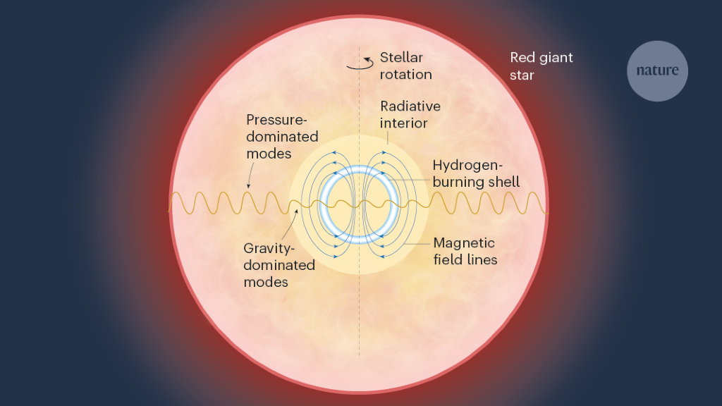 Vibrations probe magnetic fields inside evolved stars