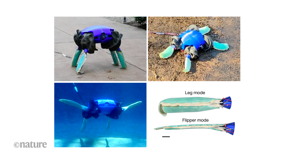Turtle-like robot adapts its shape and behaviour to move in different environments