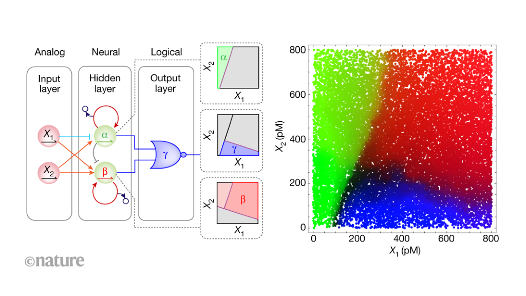 A deep artificial neural network powered by enzymes