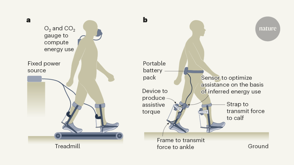 A walk in the wild helps to tailor robotic leg exoskeletons