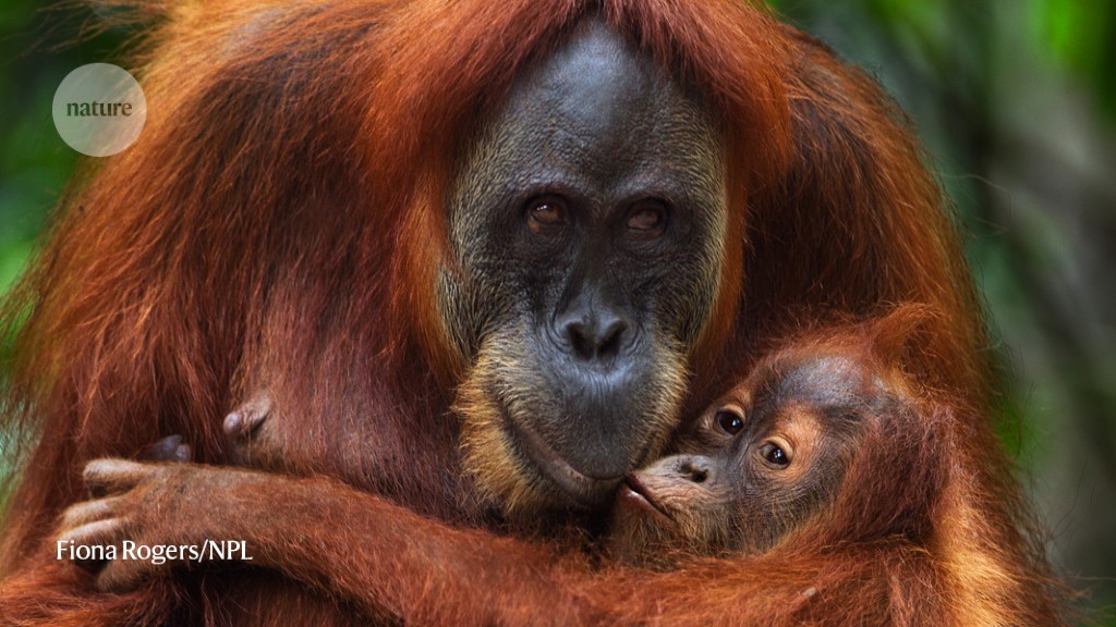 Orangutan genome mix-up muddies conservation efforts