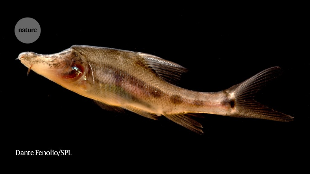 How blind fish find their way in pitch-black caves