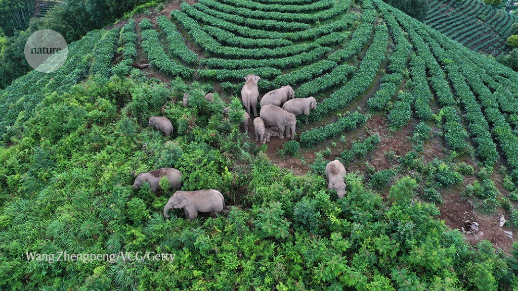 Asian elephants mostly roam outside protected areas — and it’s a problem