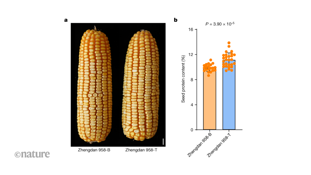 A gene variant in maize that increases protein content