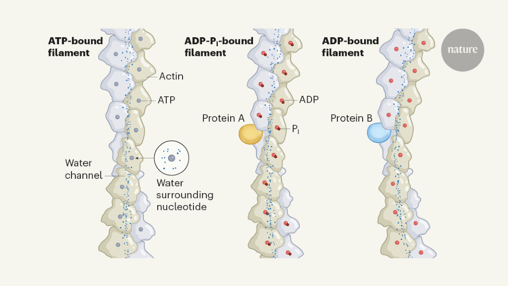 Attraper des protéines d’actine en travaillant