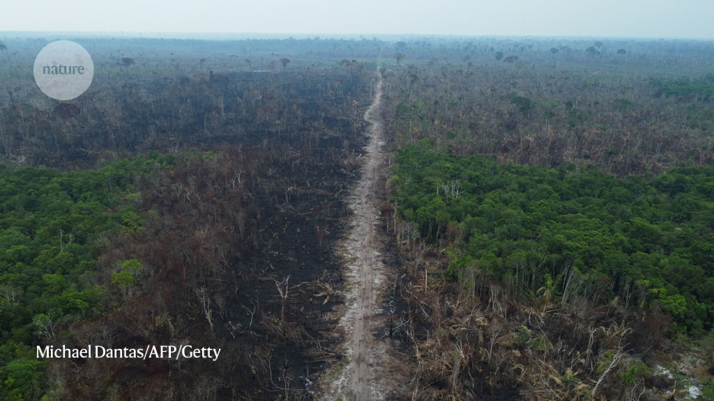 Deforestation slowed last year — but not enough to meet climate goals
