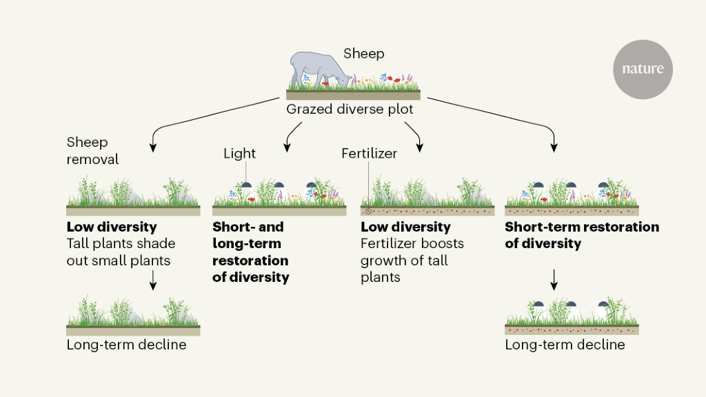 Shedding light on declines in diversity of grassland plants