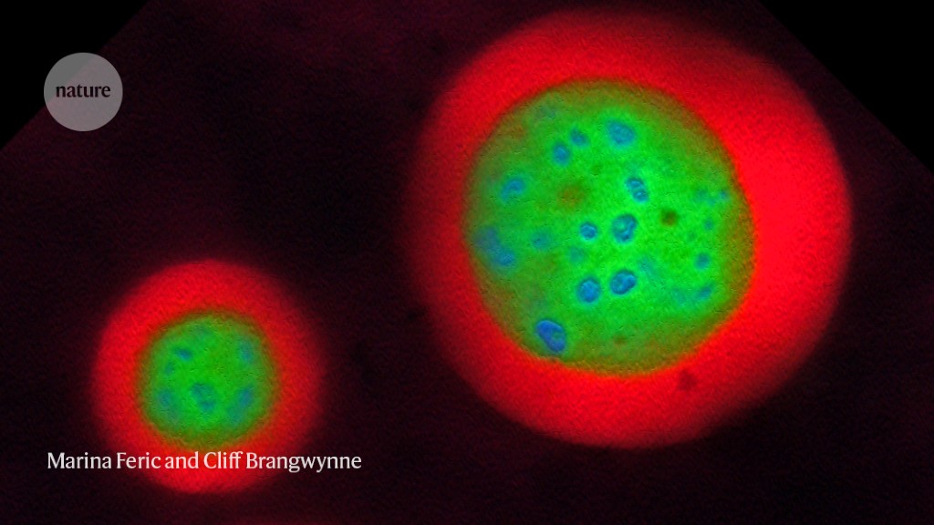 The shape-shifting blobs that shook up cell biology