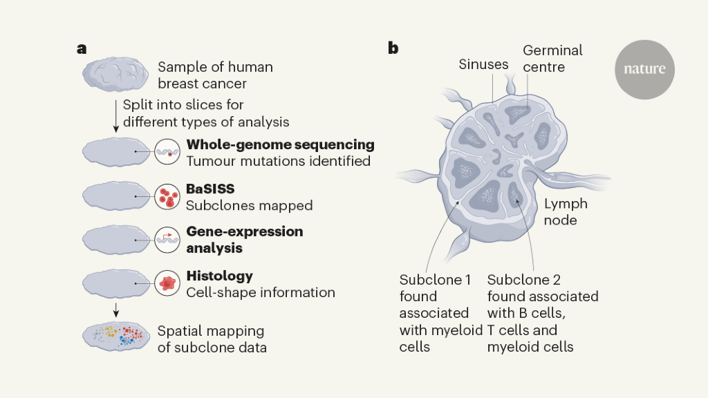 Spatial maps of genetically diverse breast cancer cells