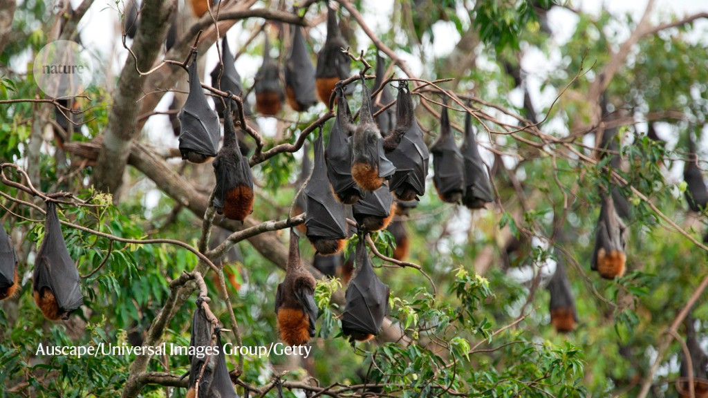 Why do bat viruses keep infecting people?