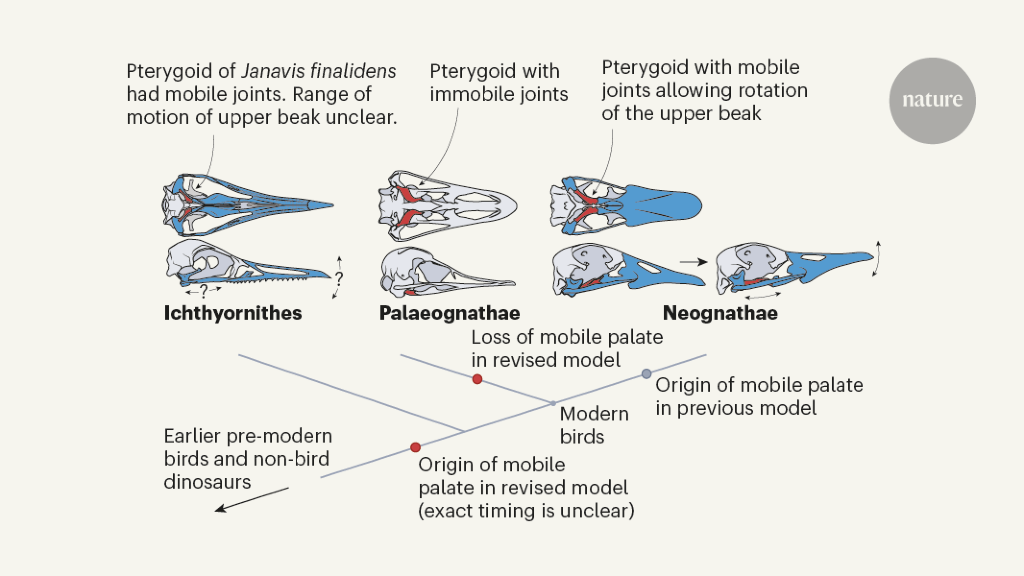 Fossil find suggests ancestral bird beak was mobile