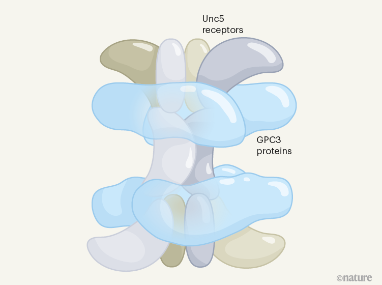 Uncoordinated protein coordinates cell migration
