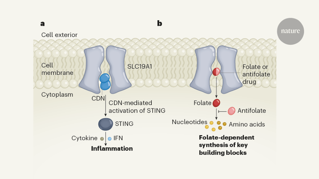Folate transporter offers clues for anticancer drugs