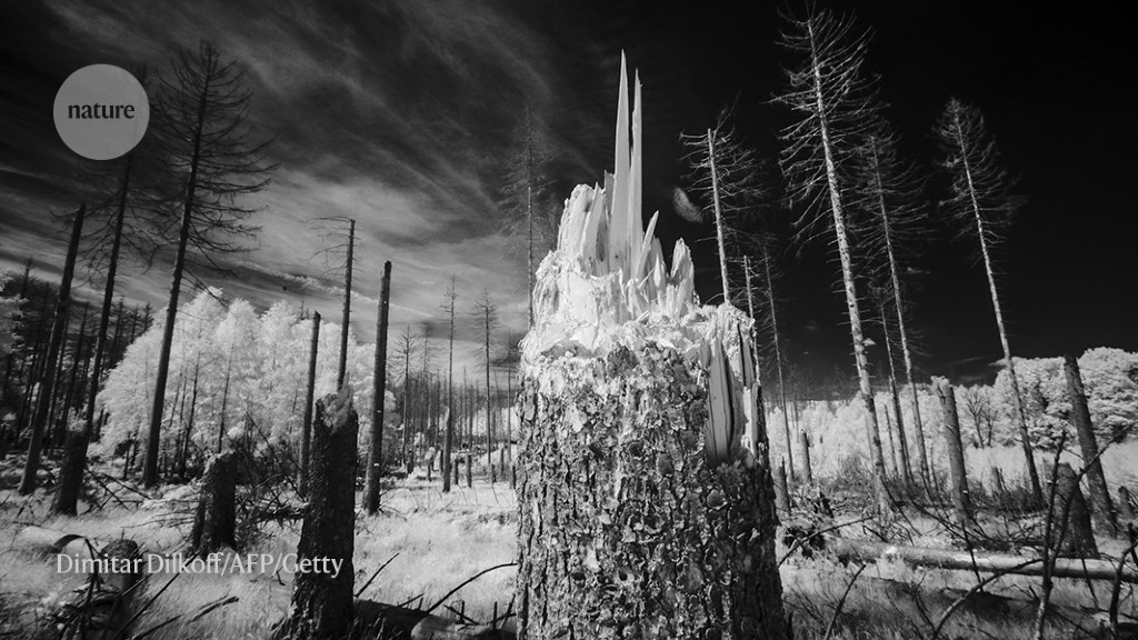 Biodiversity loss and climate extremes — study the feedbacks - Nature.com