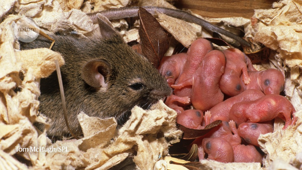 Mother mouse’s high-fat diet changes her son’s brain