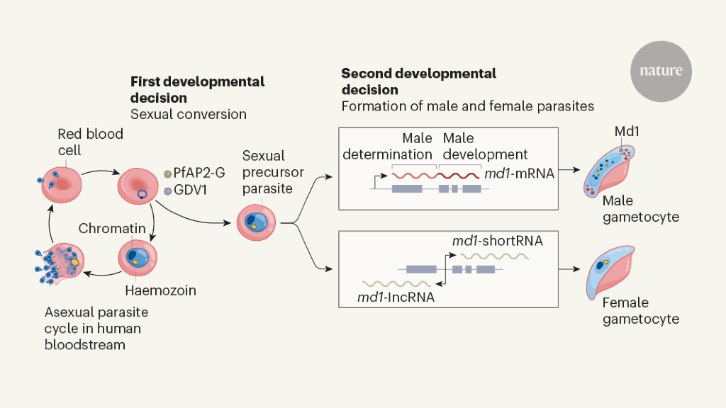 How a malaria parasite becomes a male