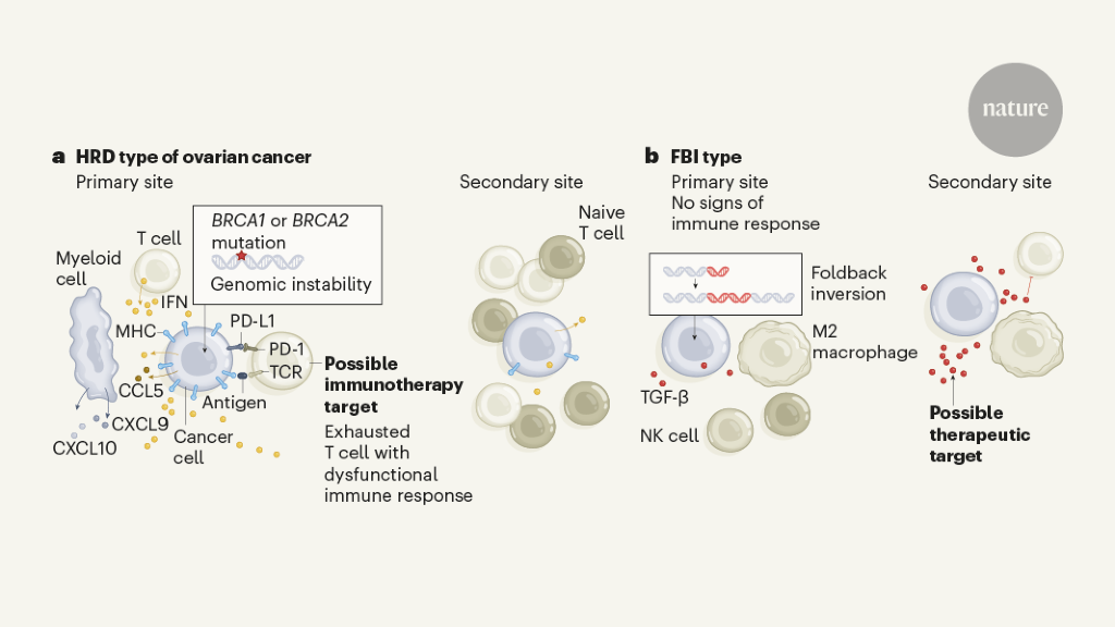 Genetics and anatomy sculpt immune-cell partners of ovarian cancer