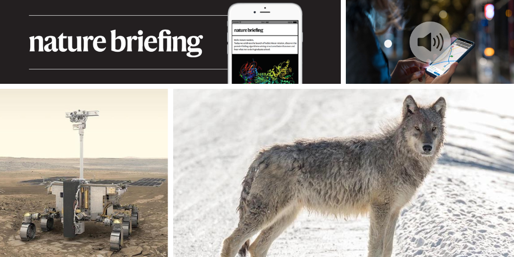 Daily briefing: Parasite gives wolves what it takes to be leaders