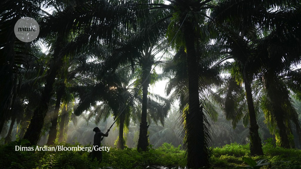Oil-palm farms that spare rainforests menace grasslands instead