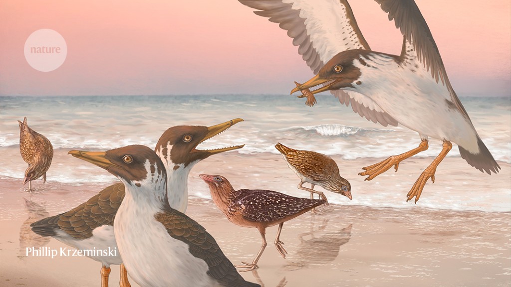 67-million-year-old fossil upends bird evolutionary tree