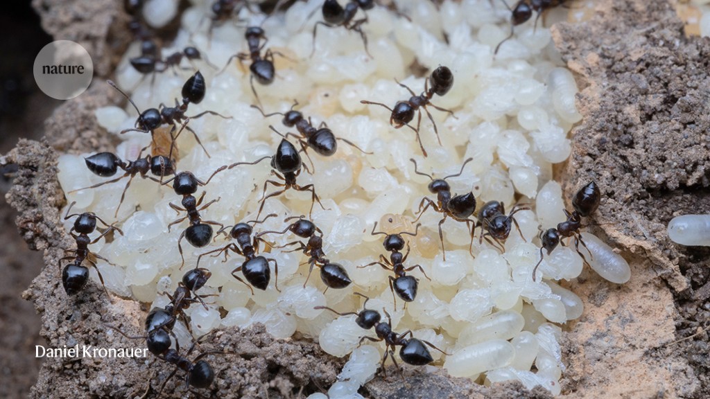Pupating ants make milk — and scientists only just noticed