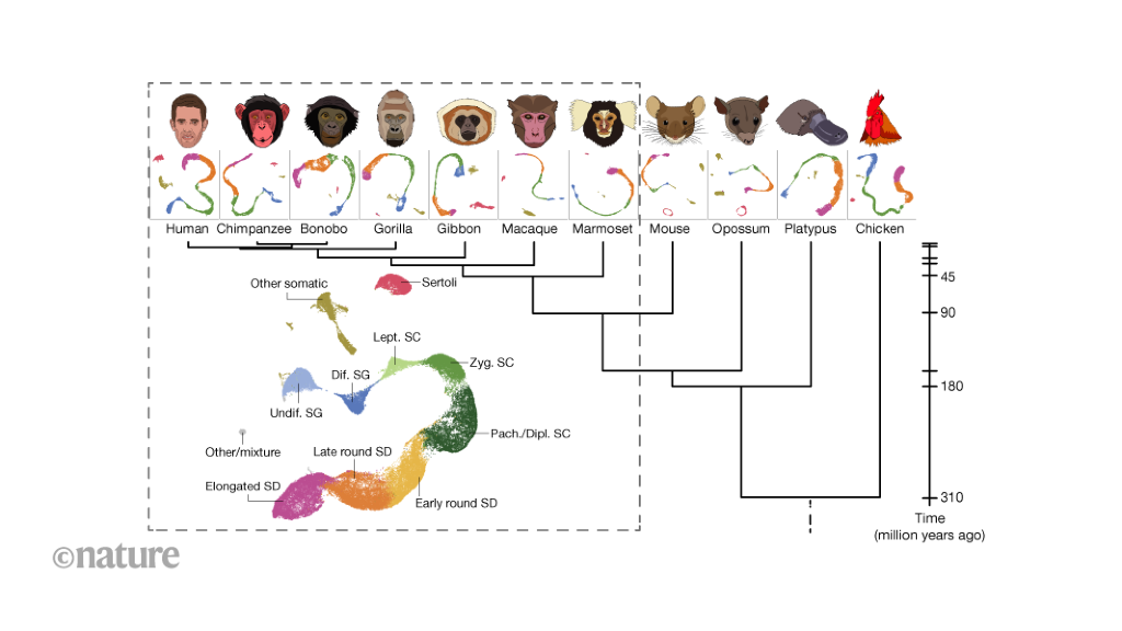 Exploring the rapid evolution of the mammalian testis